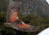 800px-Kea_about_to_land,_displaying_orange_underside_of_wing.jpg