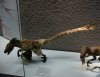 Raptor.jpg Raptor.jpg