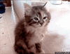 cat.gif