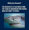 funny-shark-tears-cuddle.jpg