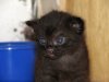 kleine-schwarze-katze-ed4a66f2-dc61-44df-8c5e-2d0a5e412ee9.jpg kleine-schwarze-katze-ed4a66f2-dc61-44df-8c5e-2d0a5e412ee9.jpg