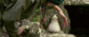 star-wars-8-bts-13-porg-hand-07152017-615x256.jpg