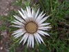 Carlina acaulis Silberdistel 3.jpg