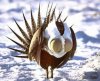 sage-grouse.jpg