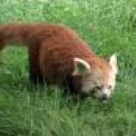 Higitsune