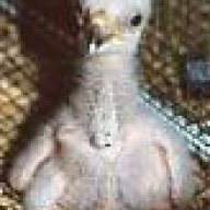 Lory