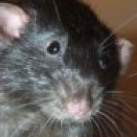 Doc_Rattie