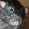 Doc_Rattie