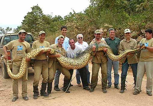 anaconda.jpg