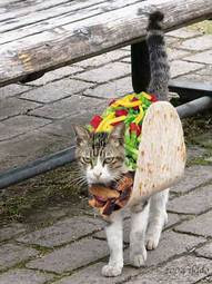 taco+cat.jpg