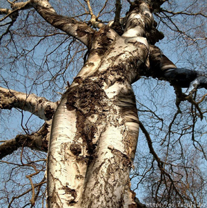 dryad.jpg