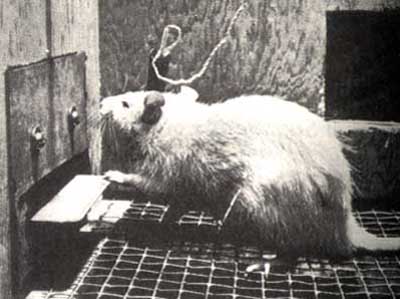rat2.jpg