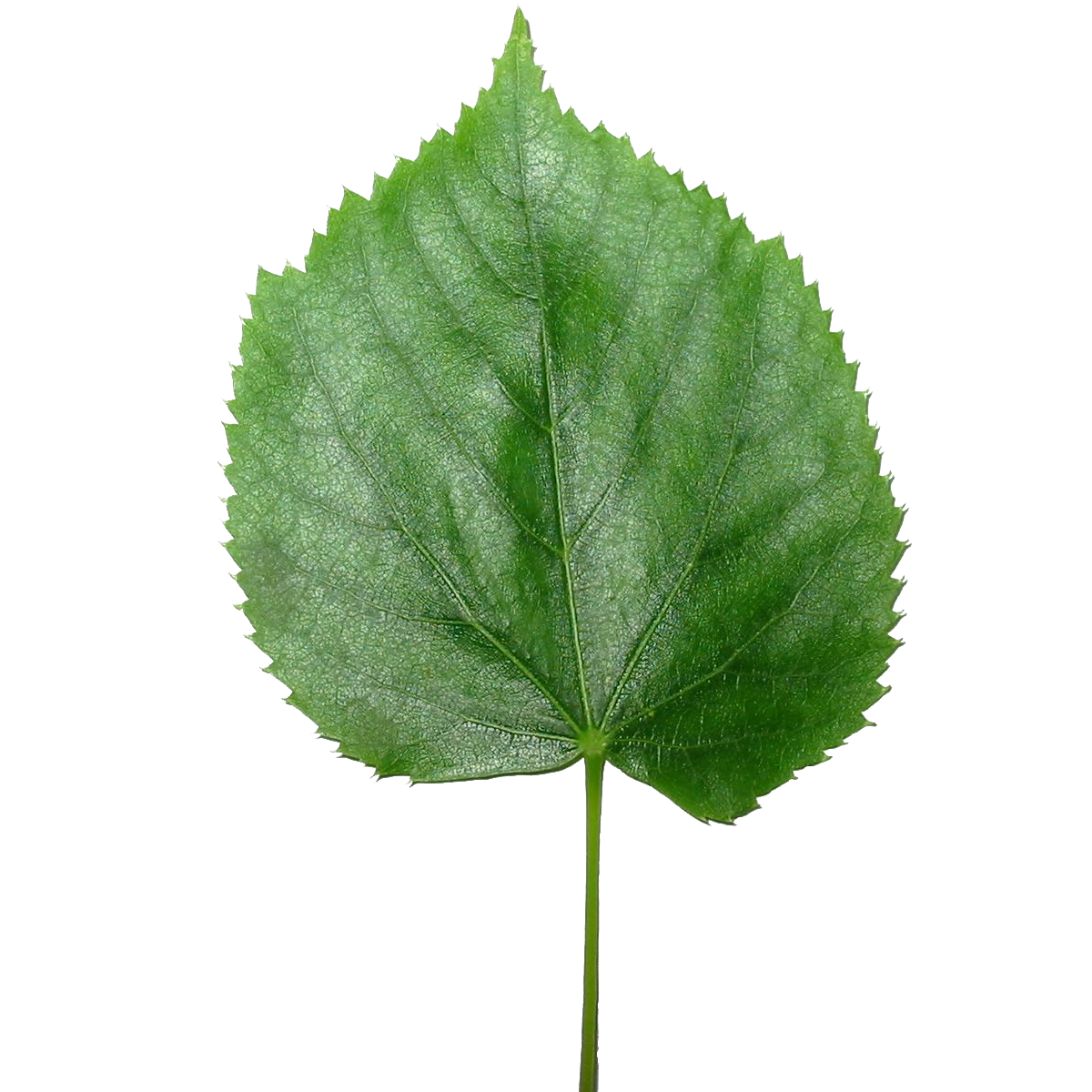 Blender3D_Lisc_lipy-Transparent.png