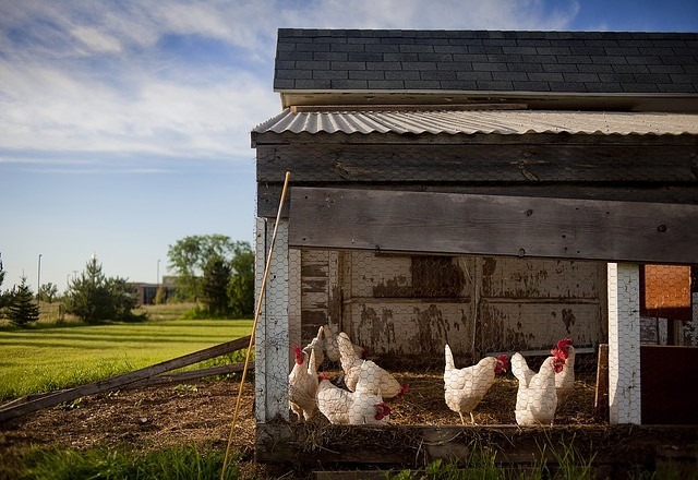 chicken-coop-343942_640.jpg
