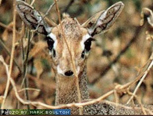 awf-dikdik.jpg