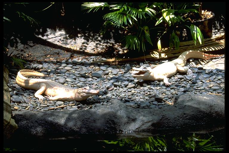 2WhiteAlligators-Albino.jpg