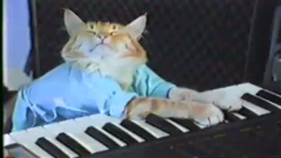 moos.keyboard.cat.cnn.576x324.jpg