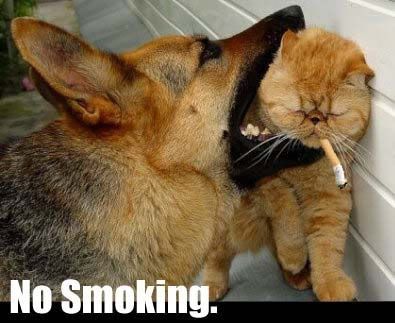 No_Smoking_cat.jpg