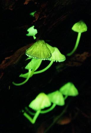 glowing_mushrooms.jpg
