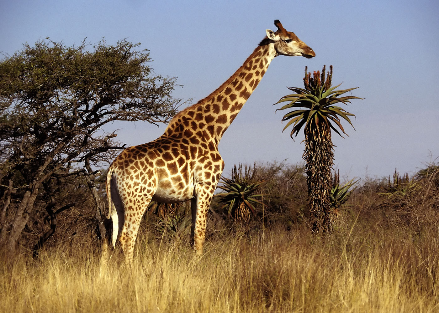 Beautiful-Giraffe.jpg