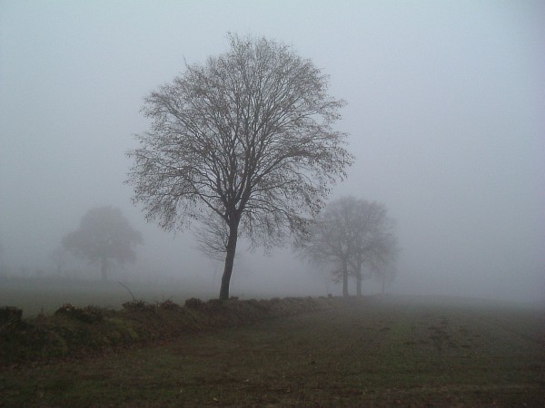 nebel1.jpg