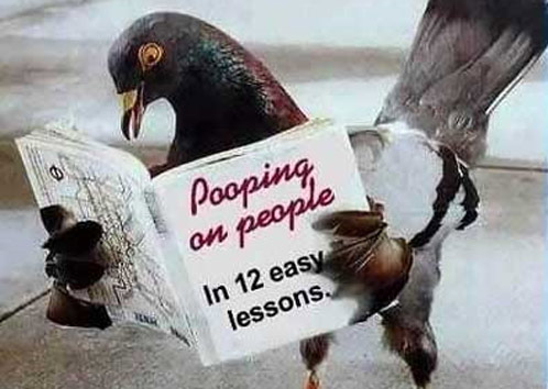 pigeon-poop.jpg