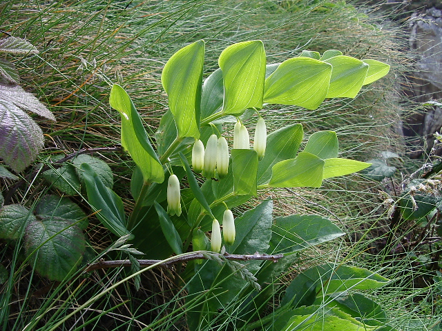 Polygonatum_odoratum.jpg