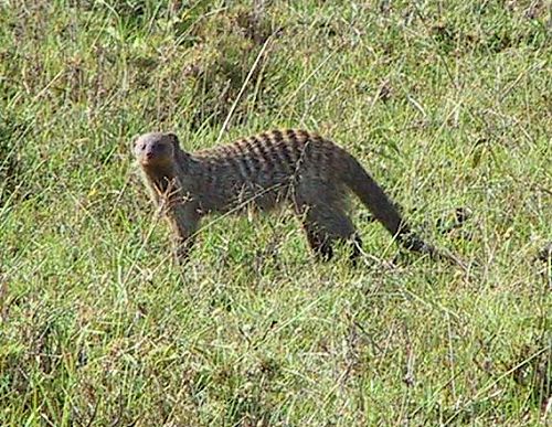 mungo1.jpg