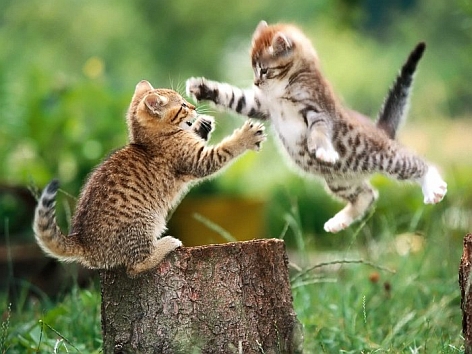 catfight.jpg