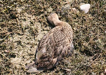 Gardasee_tote-Ente.jpg