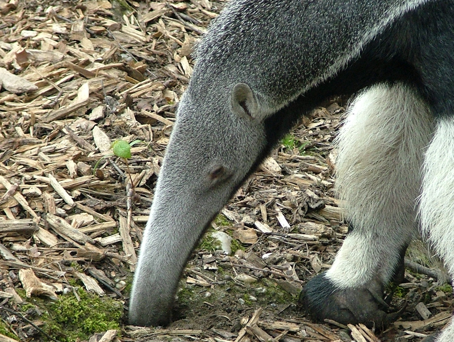 Gr._Ameisenb%C3%A4r_auf_Futtersuche.JPG