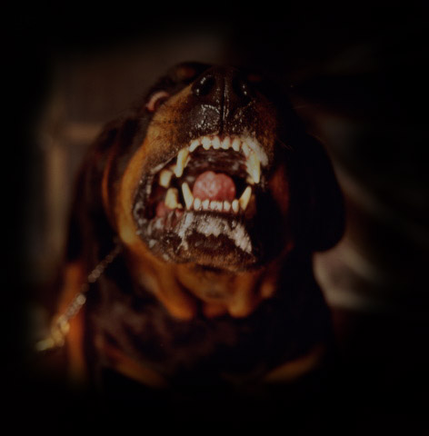 rottweiler.jpg