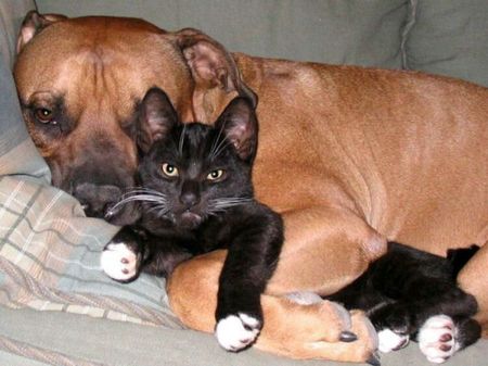 dogs-and-cats14siwi.jpg