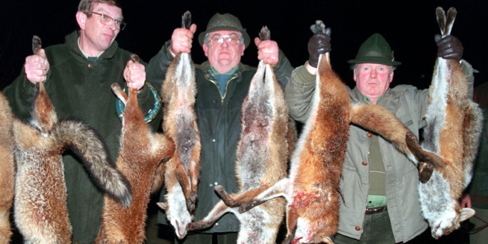 fuchs_01.jpg