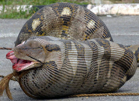 PythonR_470x341.jpg