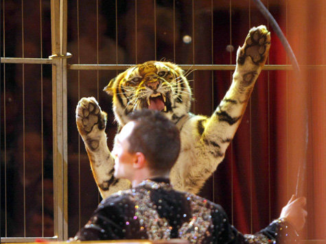 1045271855-tiger-dompteur-walliser.9.jpg