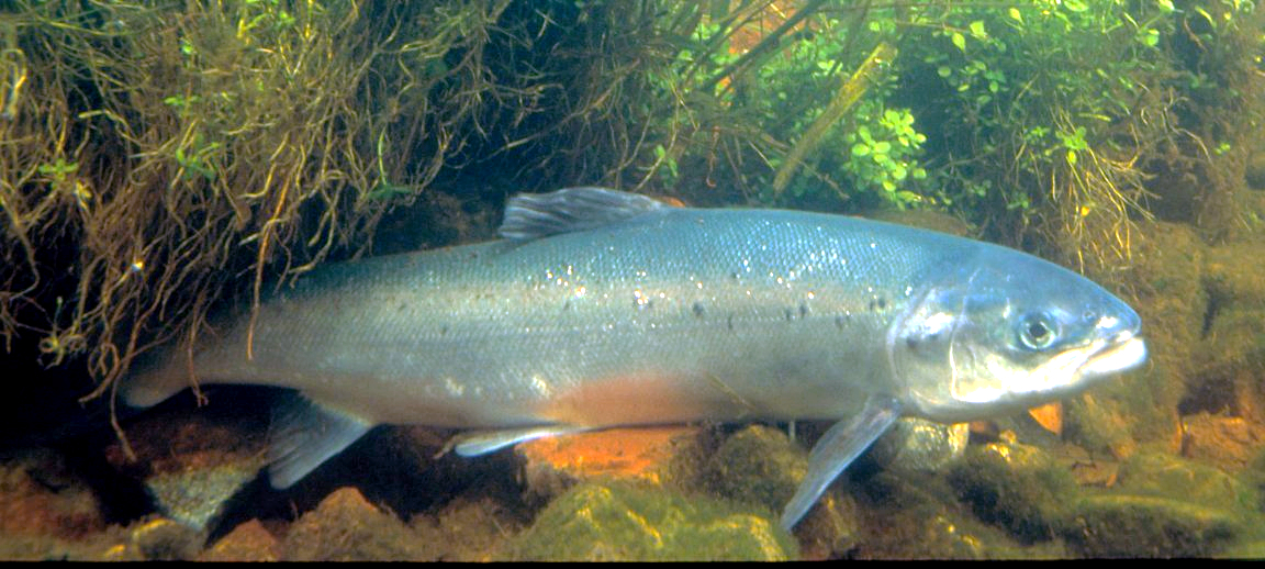 Atlantischer_Lachs.jpg