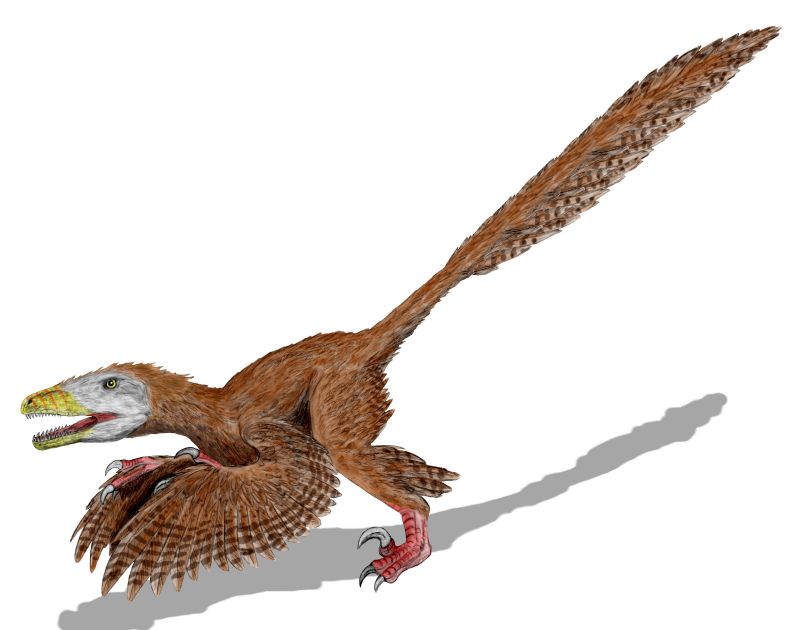 Deinonychus_BW.jpg