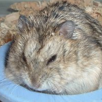 Dwarf_hamster.eruanne.png