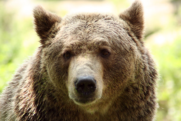 Baer-pascal-vleugels-630x420.jpg