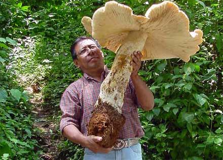 riesen-pilz.jpg