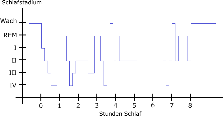 Schlafstadien_einer_nacht.png