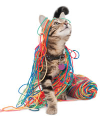 vpma-cat.jpg