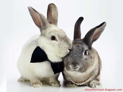 rabbit-wearing-a-bow-tie.jpg