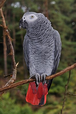 266px-Psittacus_erithacus_qtl1.jpg