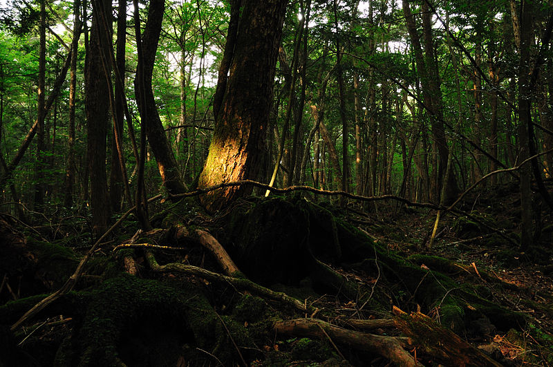 800px-Aokigahara_forest_01.jpg