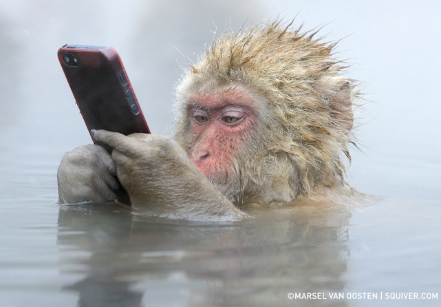 snow+monkey+iphone.jpg